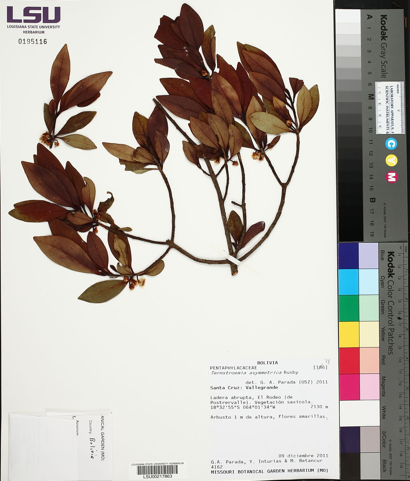 Ternstroemia asymmetrica image