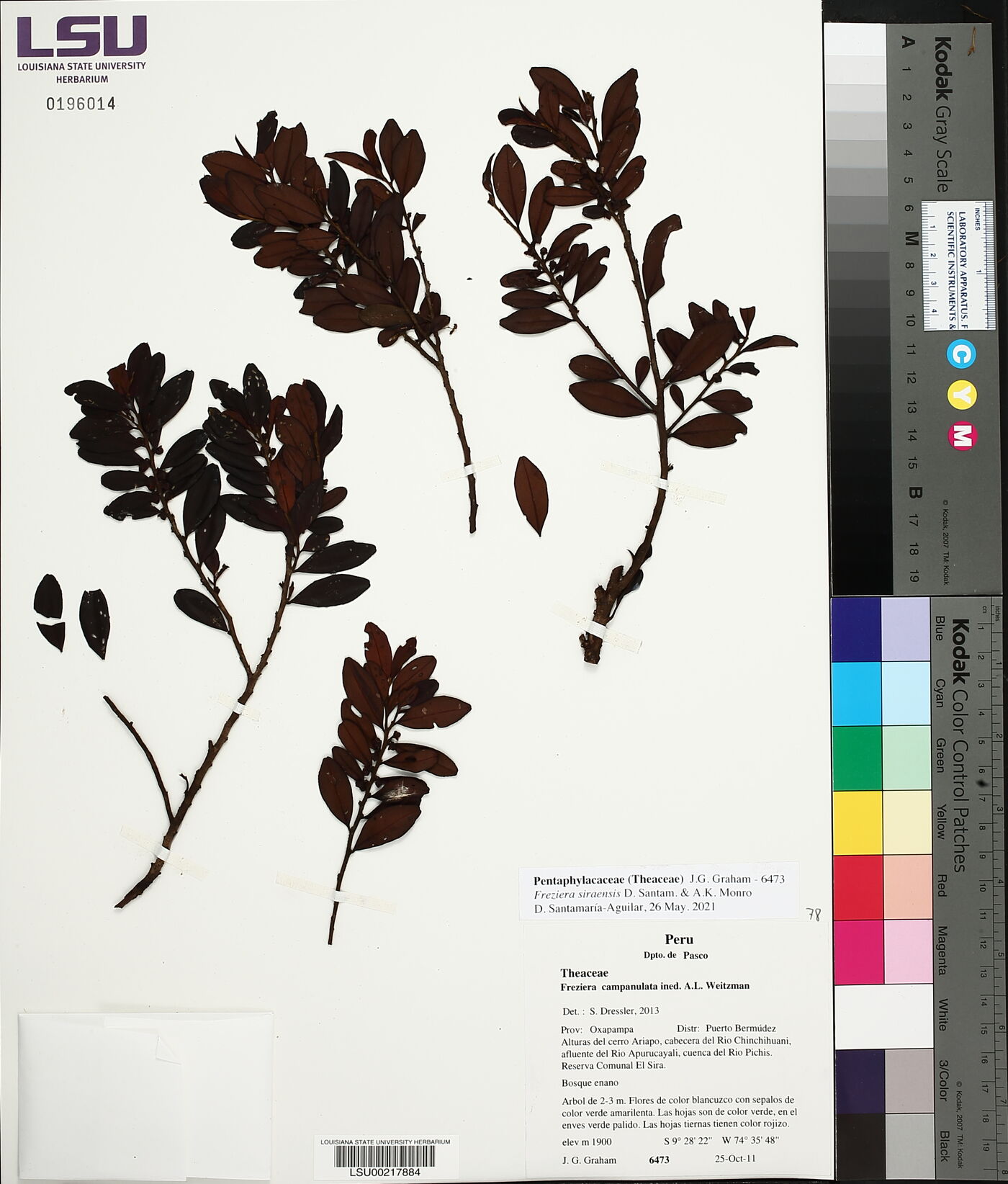 Freziera siraensis image