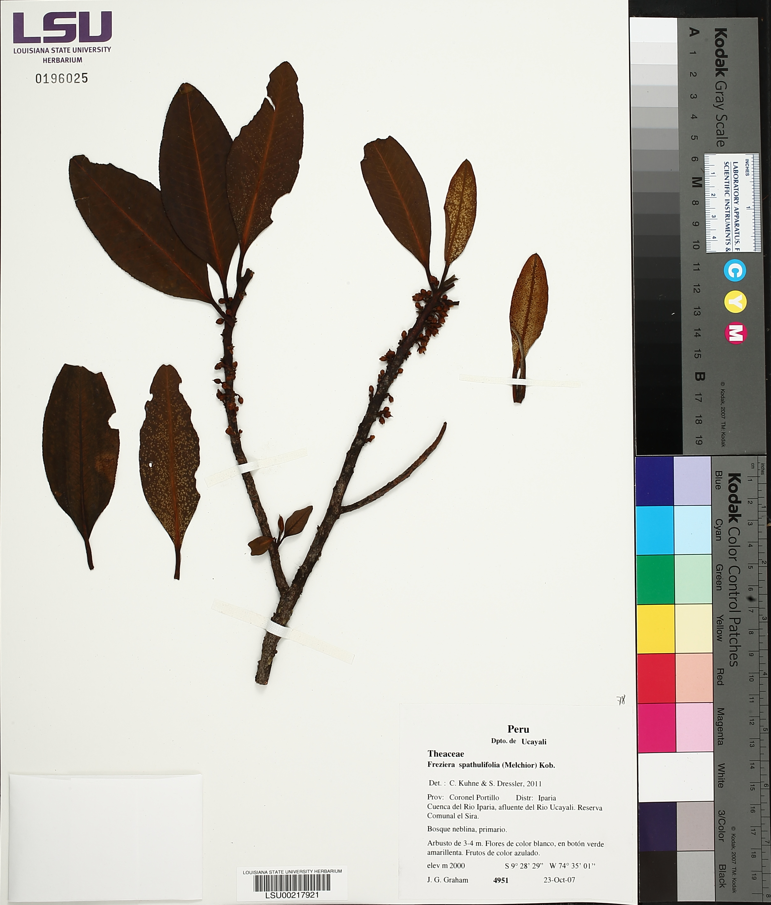 Freziera spathulifolia thumbnail