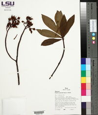 Image of Bonnetia paniculata