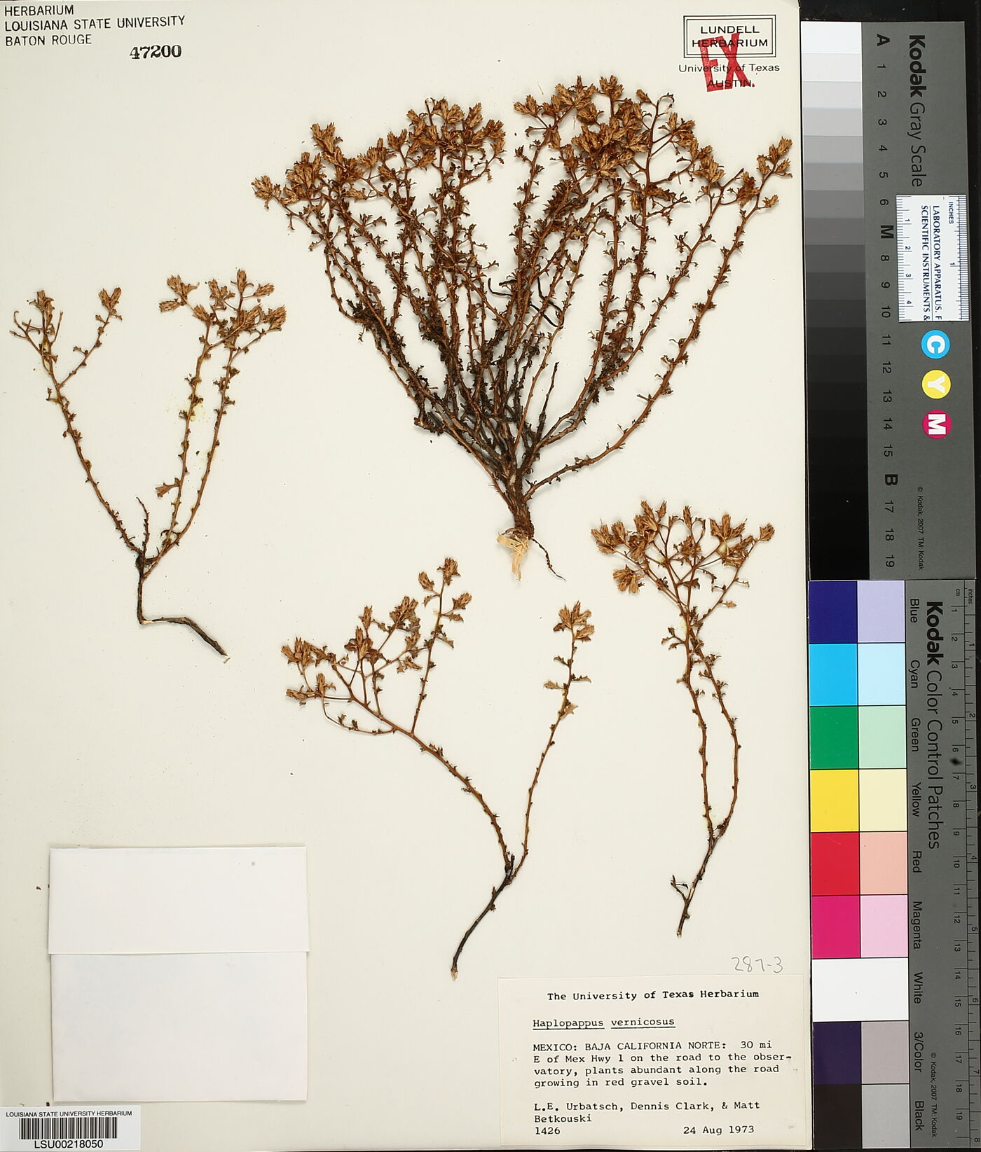 Haplopappus vernicosus image