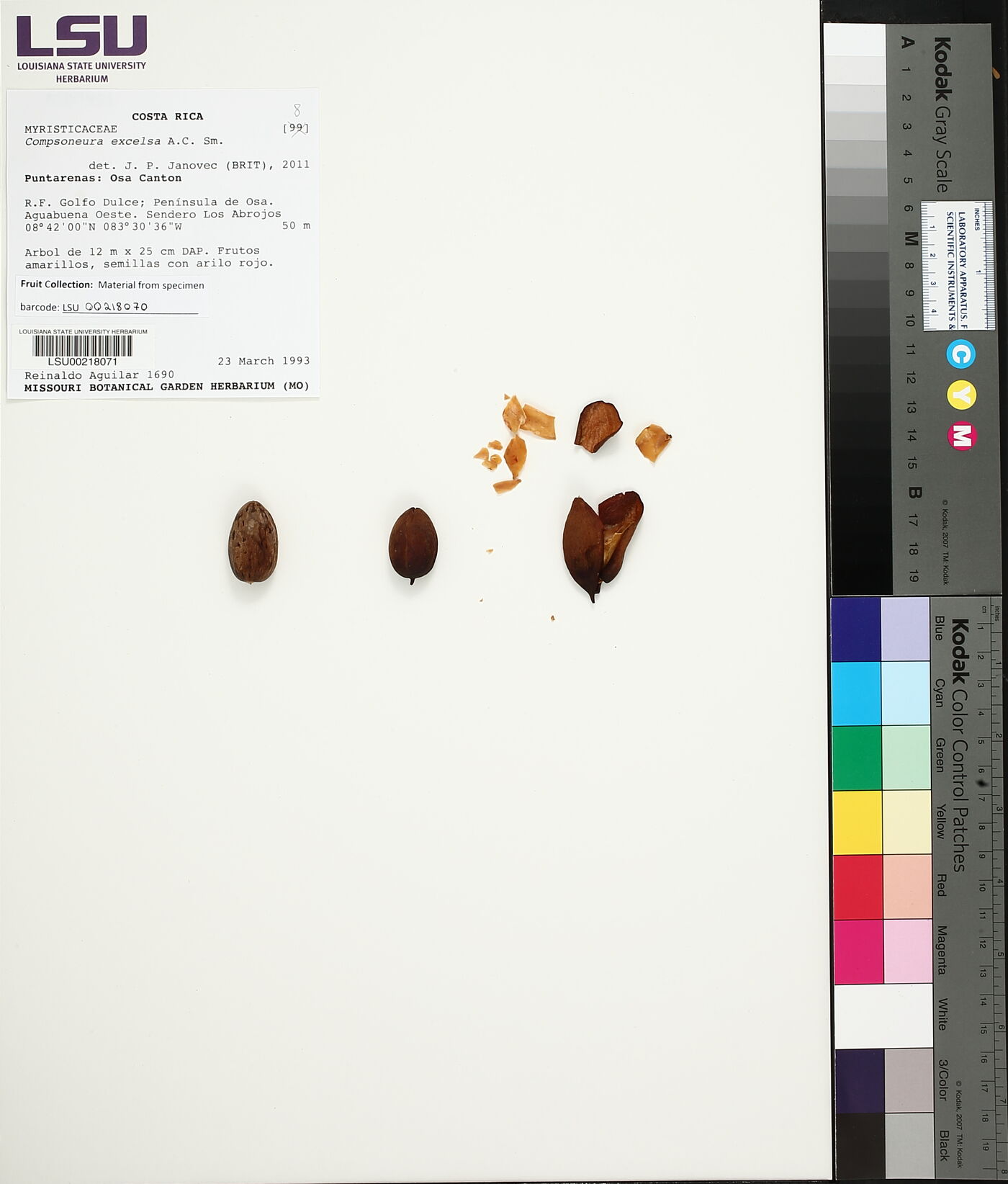 Compsoneura excelsa image