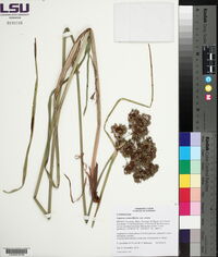 Cyperus virens image