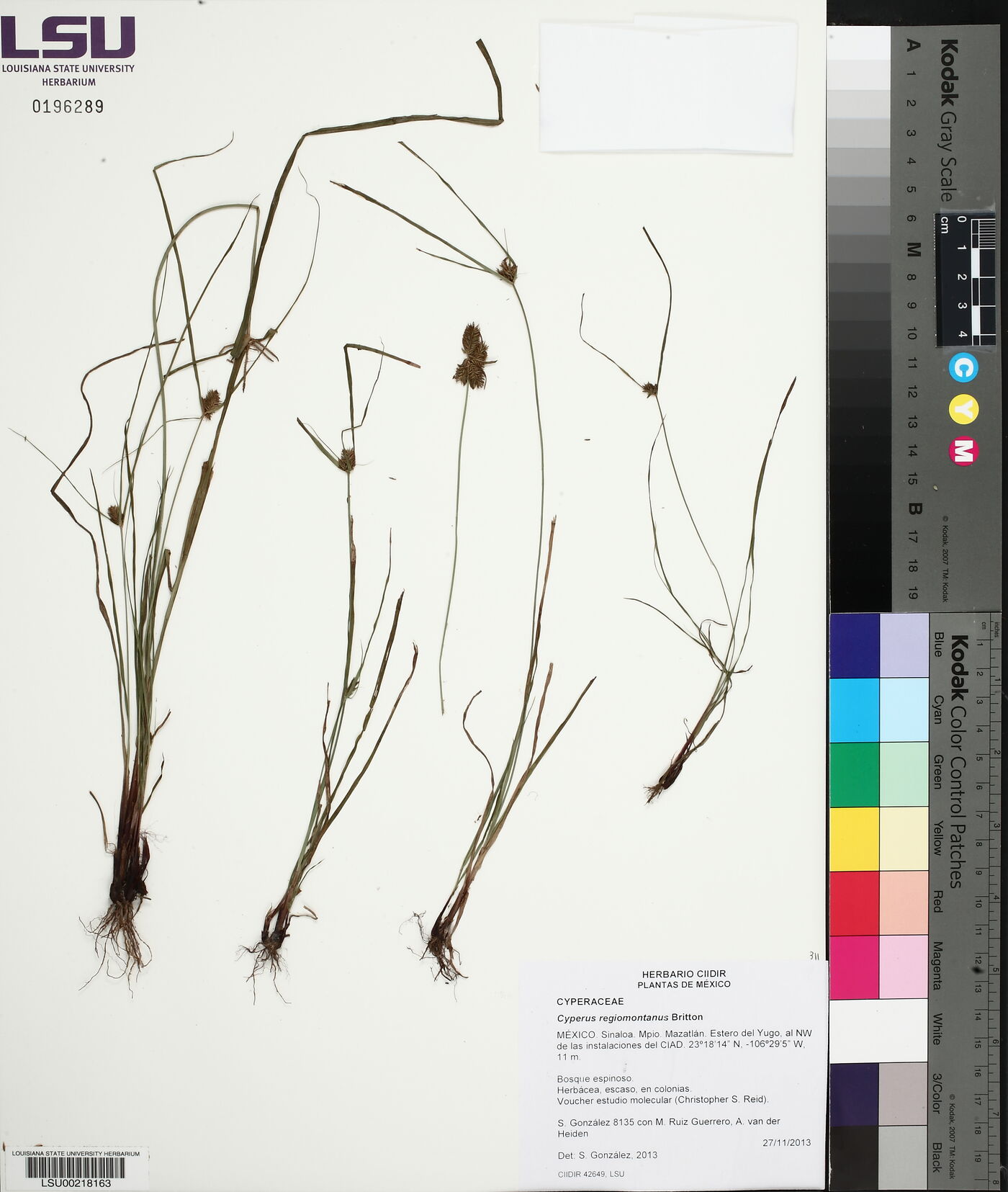 Cyperus regiomontanus image