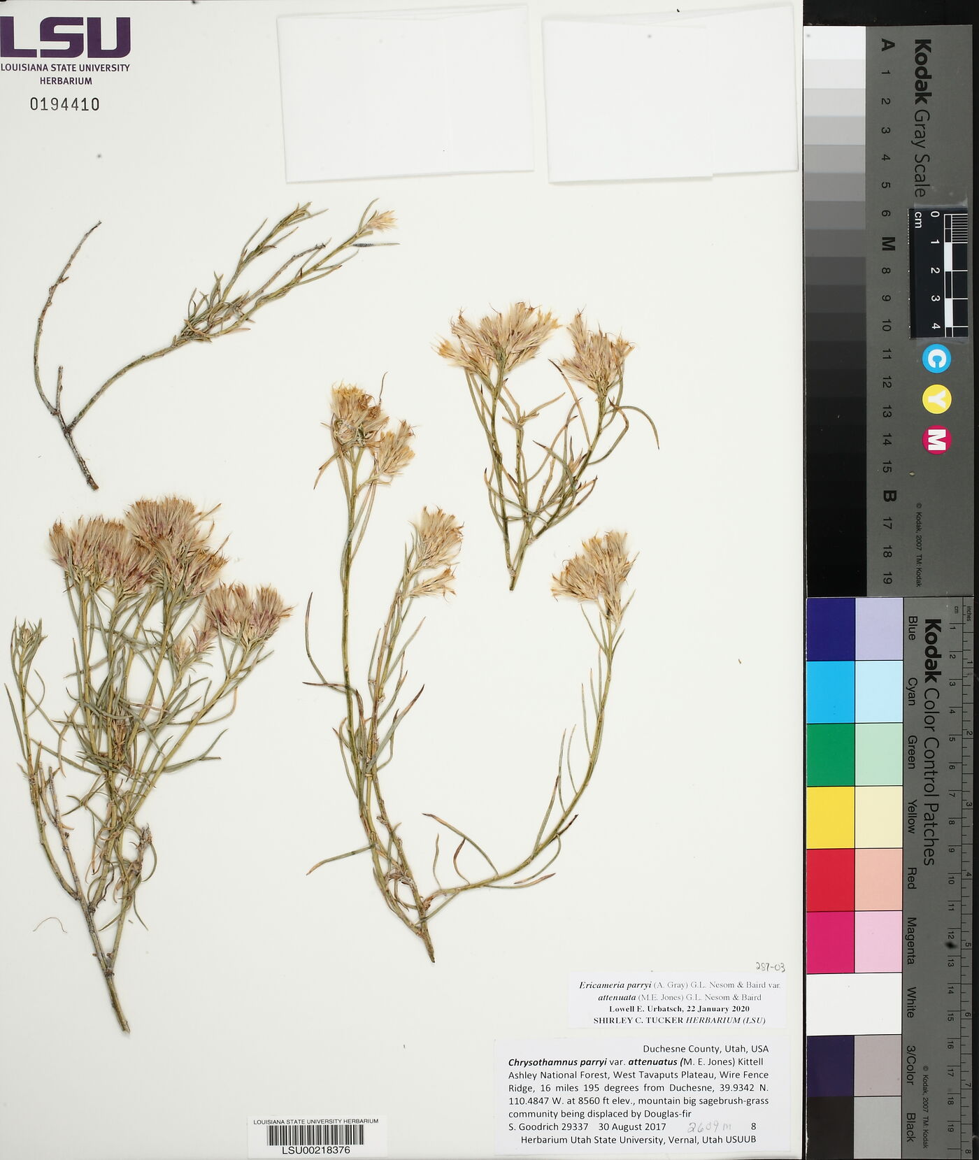 Ericameria parryi var. attenuata image