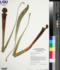 Sarracenia leucophylla image