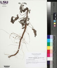Helianthus argophyllus image