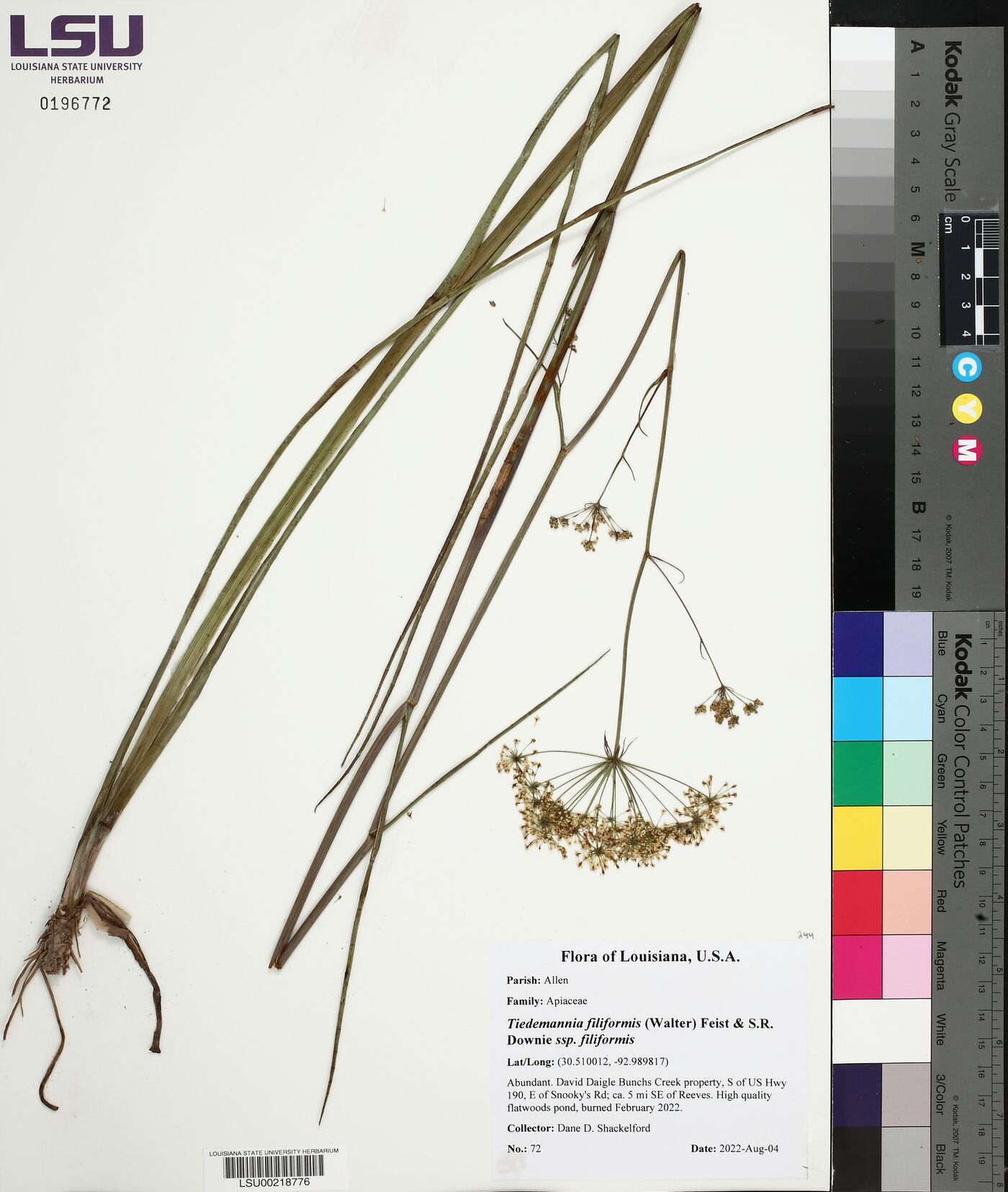 Oxypolis filiformis image