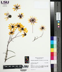 Helianthus angustifolius image