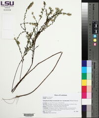 Symphyotrichum racemosum var. racemosum image