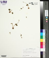 Ophioglossum crotalophoroides image