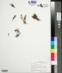 Selaginella riddellii image