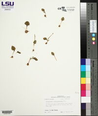 Ophioglossum crotalophoroides image