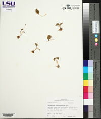 Ophioglossum crotalophoroides image