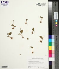 Ophioglossum crotalophoroides image