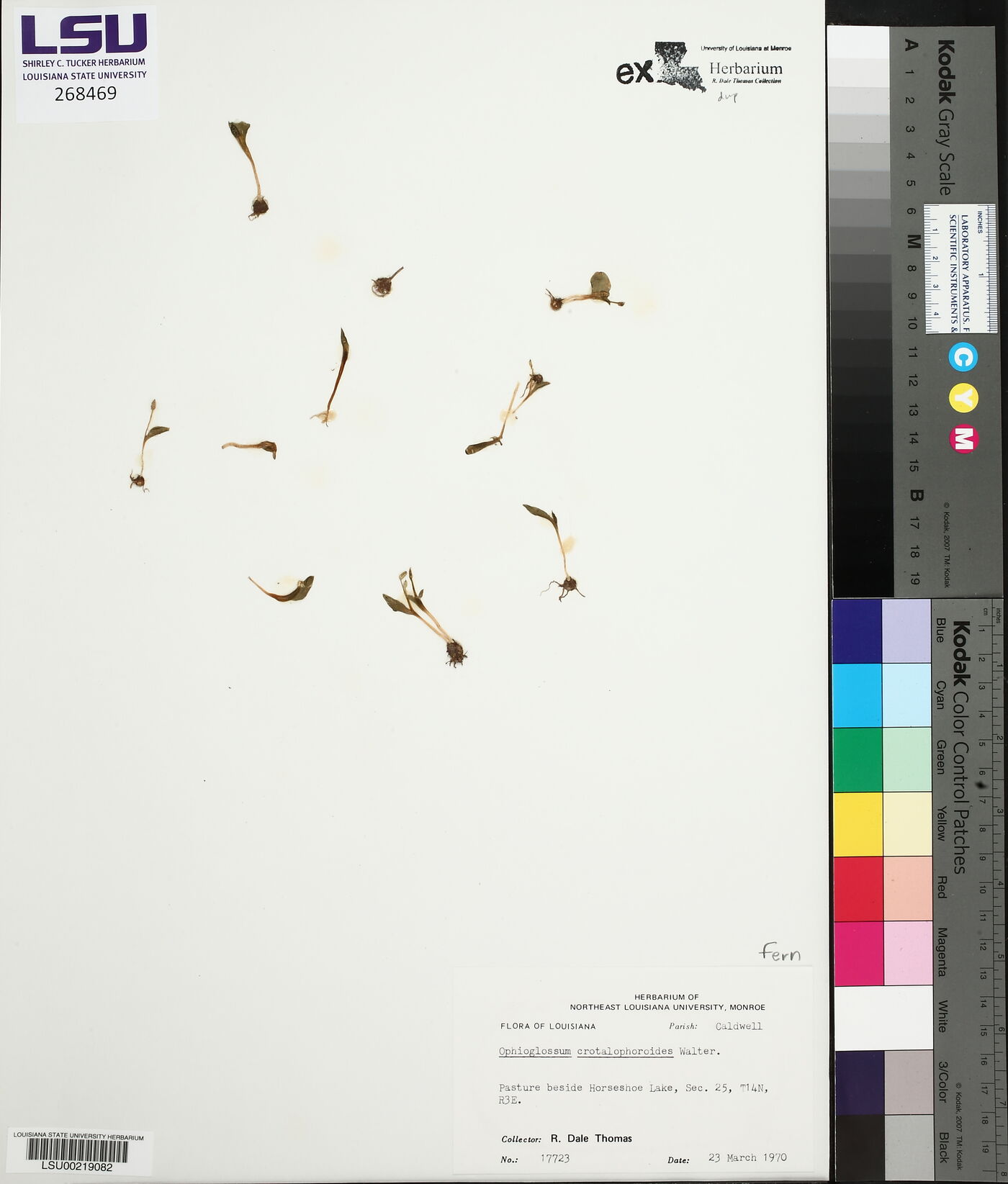 Ophioglossum crotalophoroides image