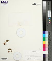Ophioglossum crotalophoroides image