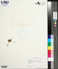 Ophioglossum crotalophoroides image