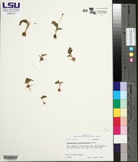 Ophioglossum crotalophoroides image