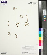 Ophioglossum crotalophoroides image