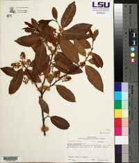 Prunus caroliniana image