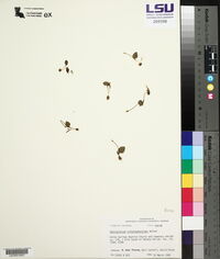 Ophioglossum crotalophoroides image