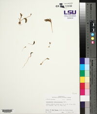 Ophioglossum crotalophoroides image