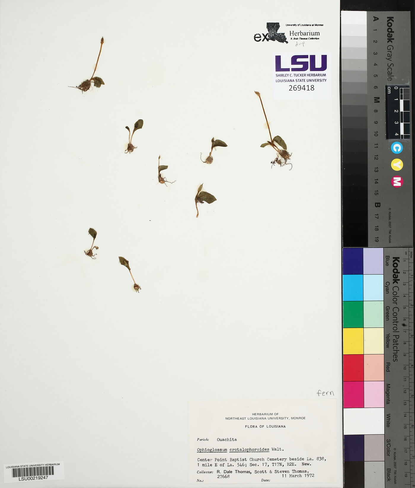 Ophioglossum crotalophoroides image