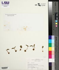 Ophioglossum crotalophoroides image