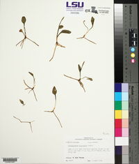 Ophioglossum petiolatum image