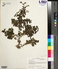 Ilex vomitoria image