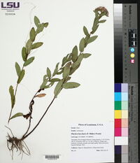 Pluchea baccharis image