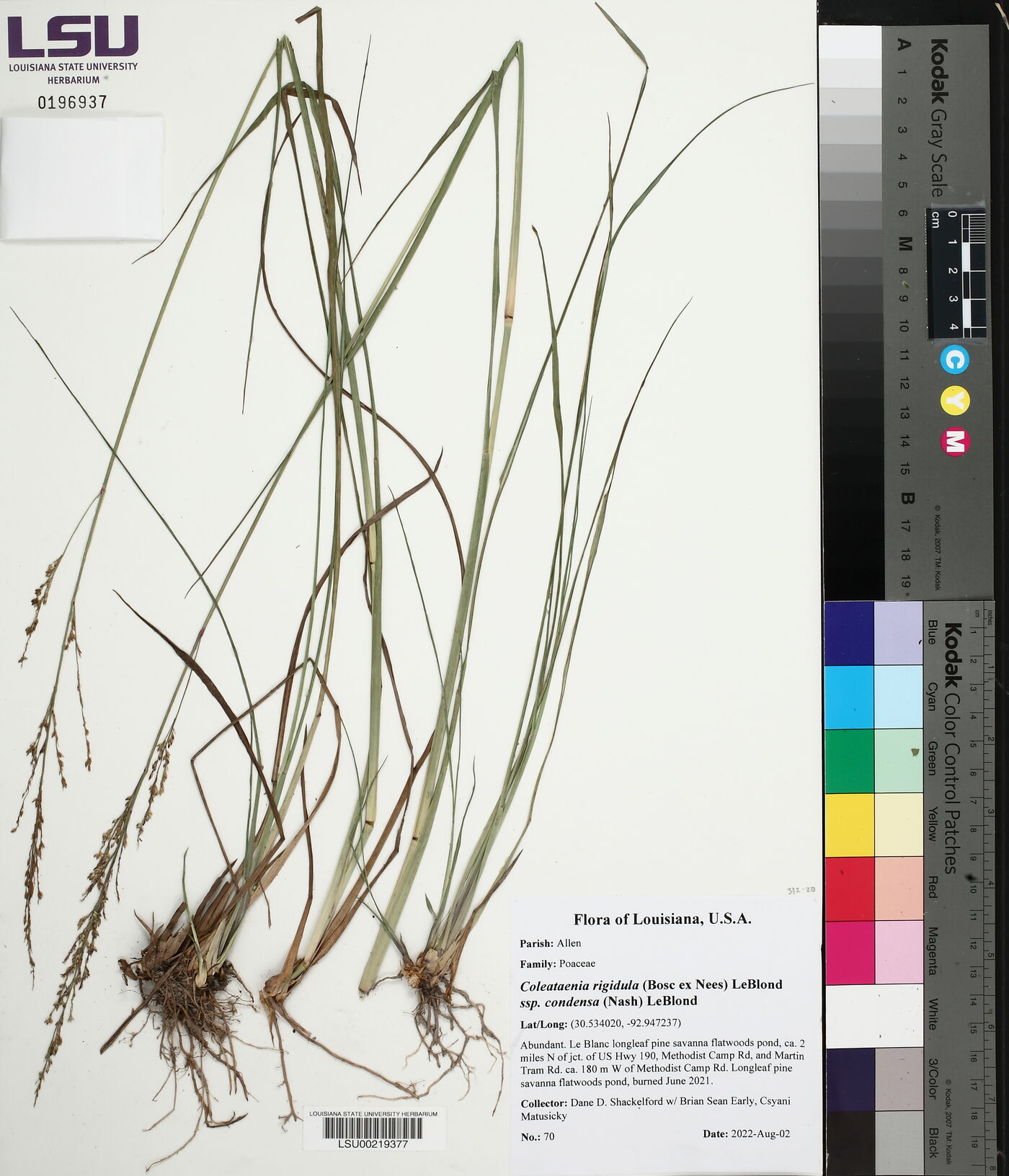 Coleataenia rigidula subsp. condensa image