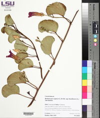 Ipomoea pes-caprae subsp. brasiliensis image