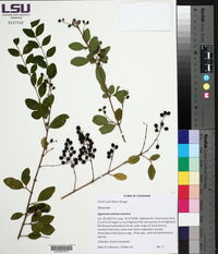 Ligustrum sinense image