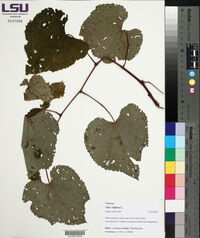 Vitis vulpina image