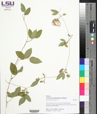Centrosema virginianum image