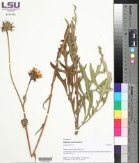 Silphium asteriscus subsp. asteriscus image