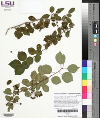 Crataegus viridis var. ovata image