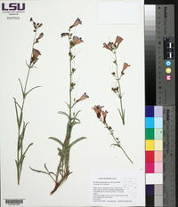 Penstemon leiophyllus var. francisci-pennellii image