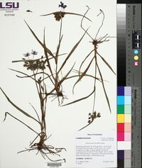 Tradescantia hirsutiflora image