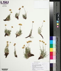 Erigeron linearis image