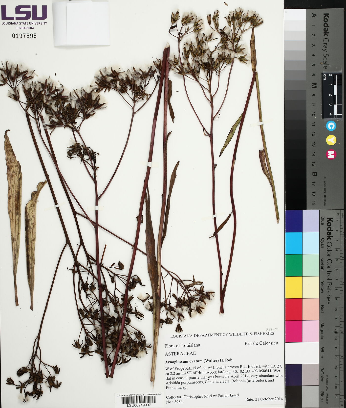 Arnoglossum ovatum image