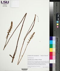 Spiranthes praecox image