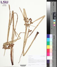 Cyperus virens image