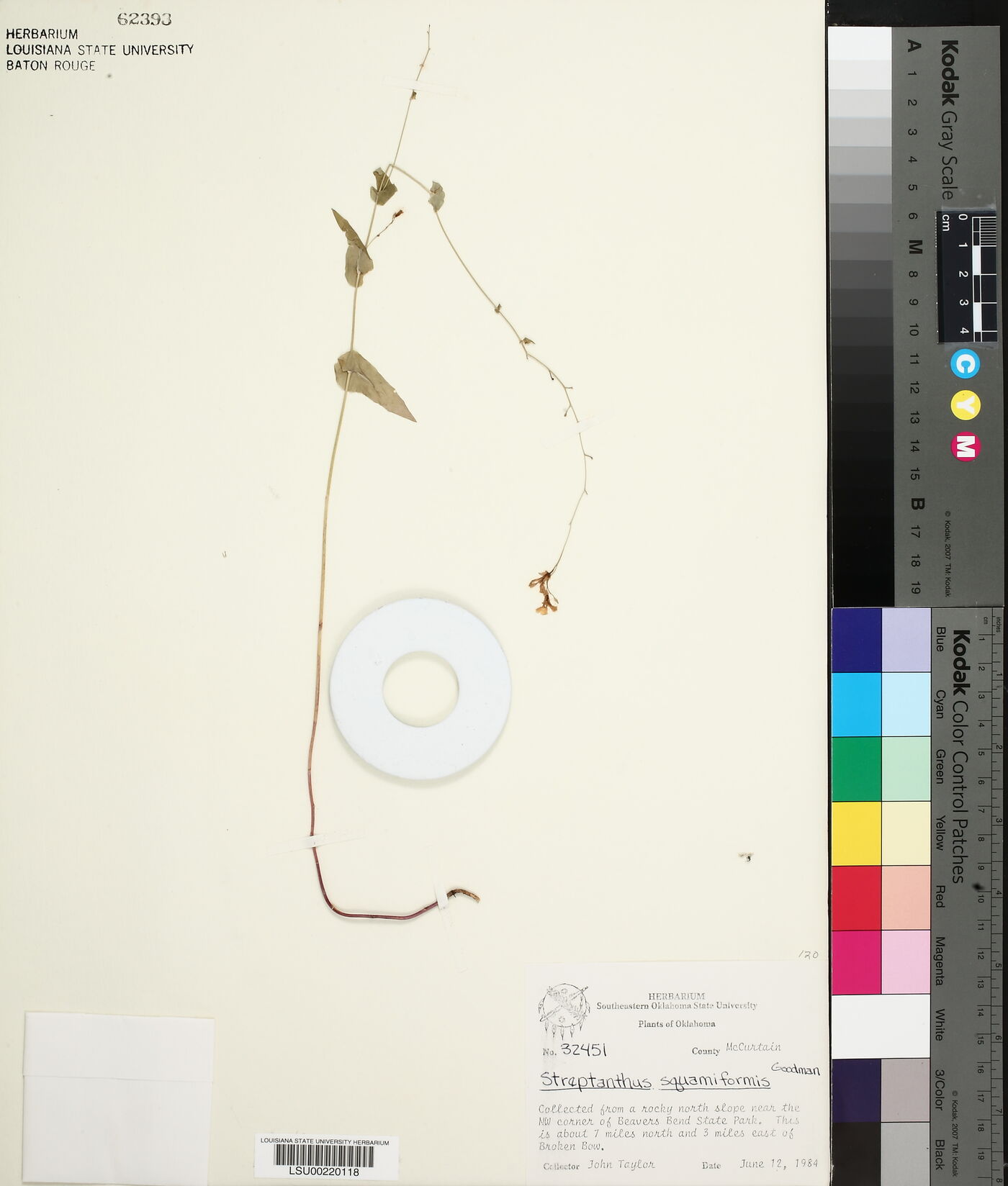 Streptanthus squamiformis image