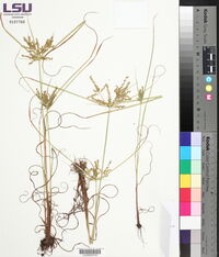 Cyperus iria image