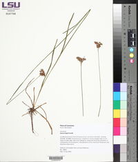 Juncus longii image