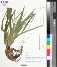 Eriocaulon decangulare var. latifolium image