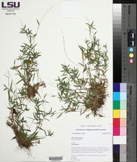 Dichanthelium acuminatum subsp. longiligulatum image